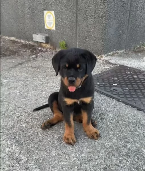 Regalo: cucciolo di Rottweiler | Foto 6