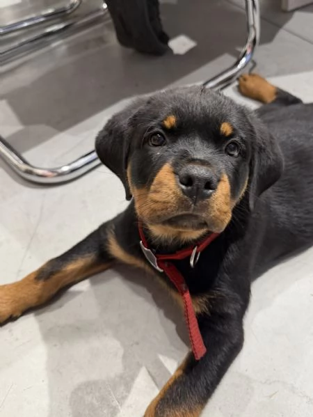 Regalo: cucciolo di Rottweiler