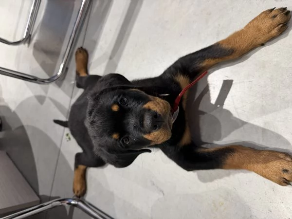 Regalo: cucciolo di Rottweiler | Foto 5