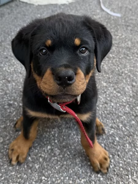 Regalo: cucciolo di Rottweiler | Foto 4