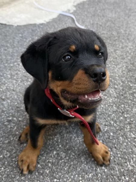 Regalo: cucciolo di Rottweiler | Foto 3