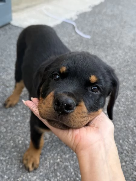 Regalo: cucciolo di Rottweiler | Foto 2