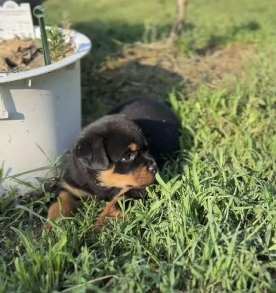 Regalo: cucciolo di Rottweiler | Foto 1
