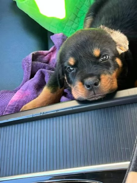 Regalo: cucciolo di Rottweiler | Foto 0