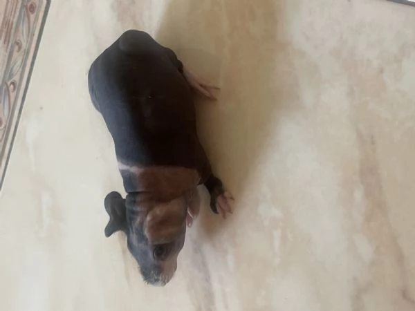 Cavia skinny 