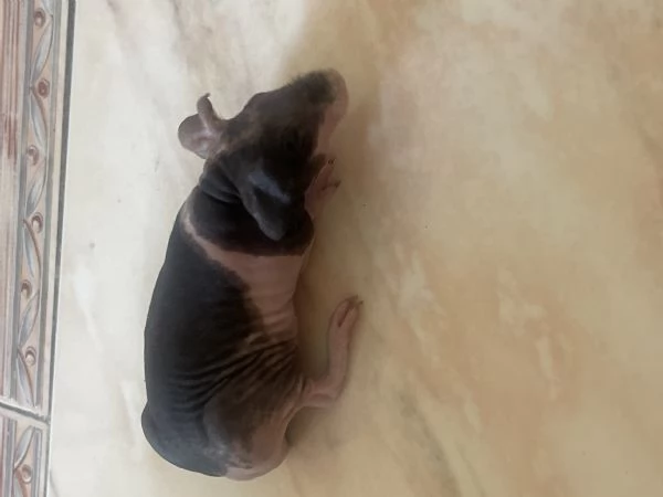 Cavia skinny  | Foto 2