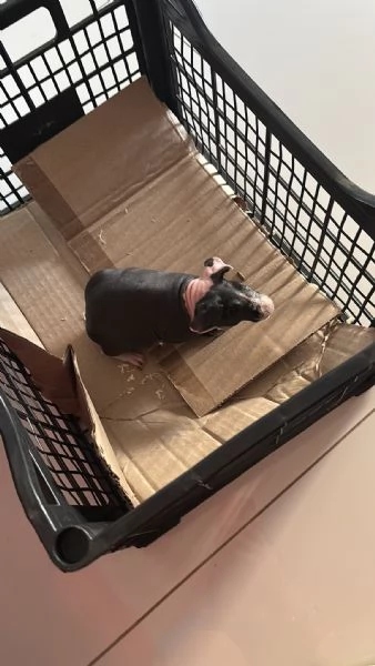 Cavia skinny  | Foto 1