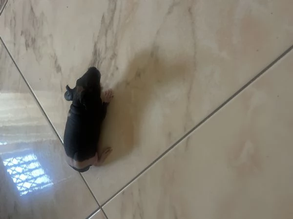 Cavia skinny  | Foto 0