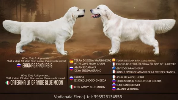 Cuccioli di Golden retriever disponibili 