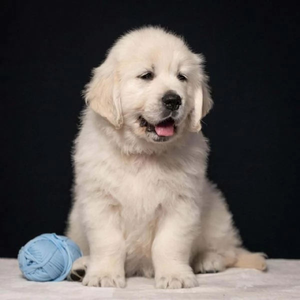 Cuccioli di Golden retriever disponibili  | Foto 6