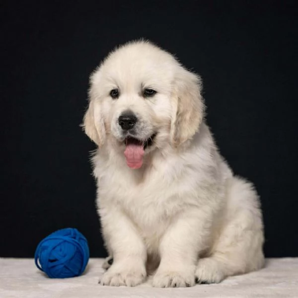 Cuccioli di Golden retriever disponibili  | Foto 5