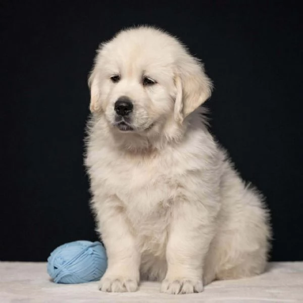 Cuccioli di Golden retriever disponibili  | Foto 4
