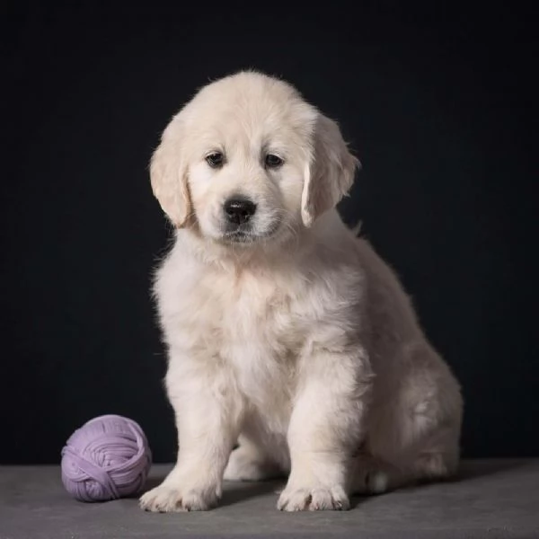 Cuccioli di Golden retriever disponibili  | Foto 3