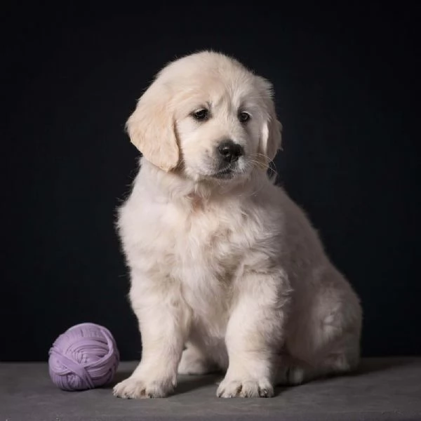 Cuccioli di Golden retriever disponibili  | Foto 2