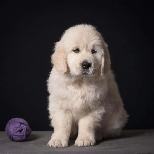 Cuccioli di Golden retriever disponibili  | Foto 1