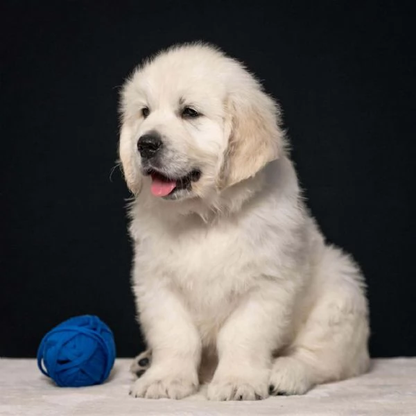 Cuccioli di Golden retriever disponibili  | Foto 0