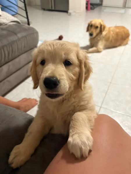 Cucciole golden retriver