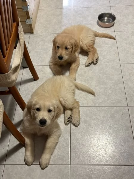 Cucciole golden retriver | Foto 0