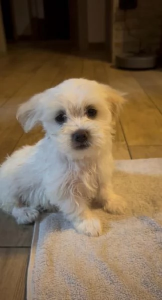 3 maschietti di Maltese | Foto 1