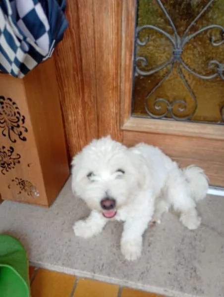 3 maschietti di Maltese | Foto 0