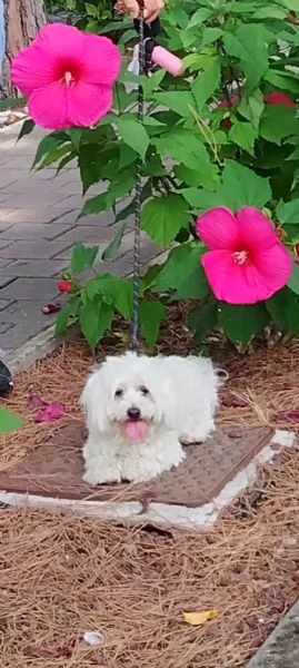 3 maschietti di Maltese
