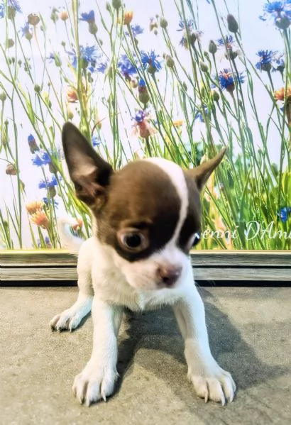 Chihuahua | Foto 4