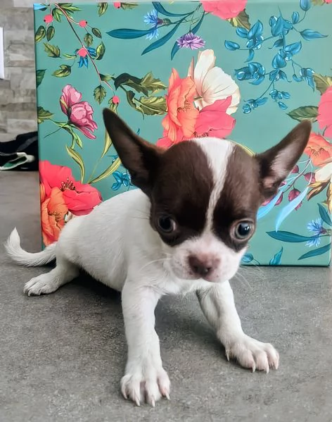 Chihuahua | Foto 3