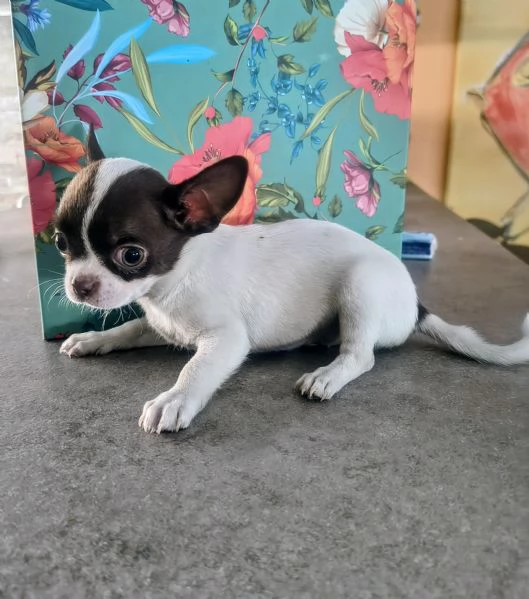 Chihuahua | Foto 1