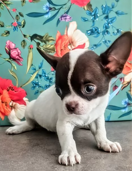 Chihuahua | Foto 0
