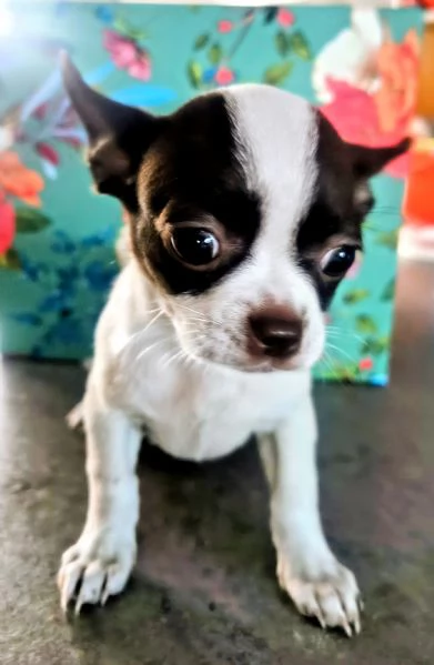 Chihuahua