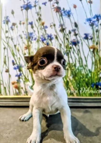 Chihuahua pelo corto di 2 mesi e mezzo