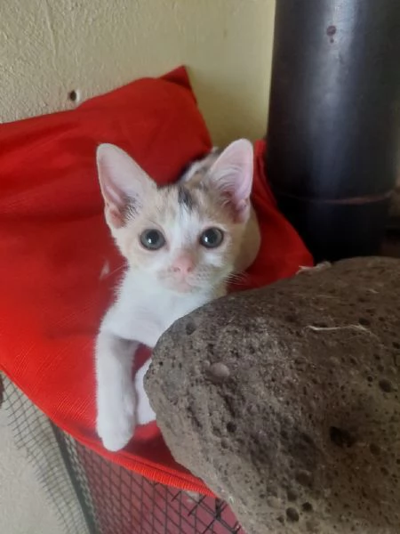 Stella, 2 mesi: piccola ma con un caratterino!  | Foto 1