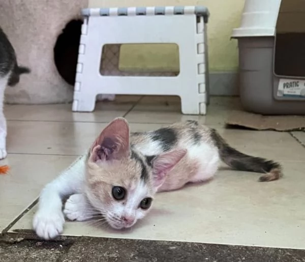Stella, 2 mesi: piccola ma con un caratterino!  | Foto 0
