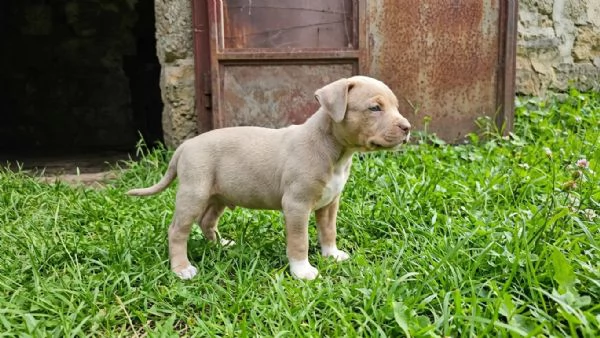 Pitbull tricolor lillac