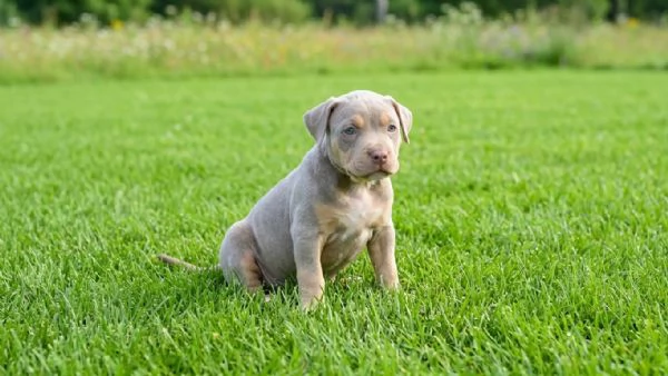 Pitbull tricolor lillac | Foto 0