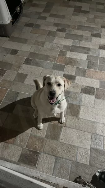 Regalo Labrador 