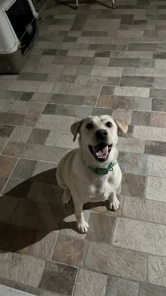 Regalo Labrador  | Foto 5