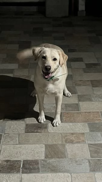 Regalo Labrador  | Foto 4