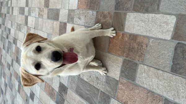 Regalo Labrador  | Foto 3