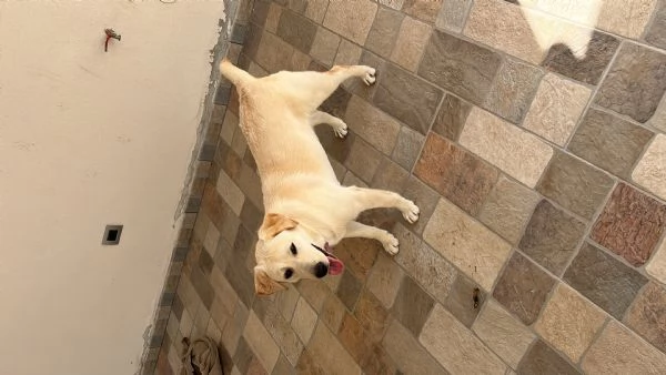 Regalo Labrador  | Foto 1