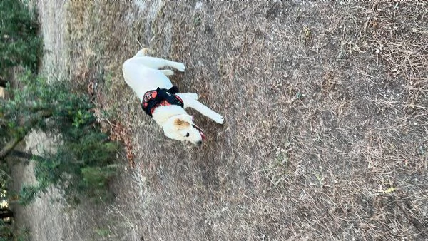 Regalo Labrador  | Foto 0