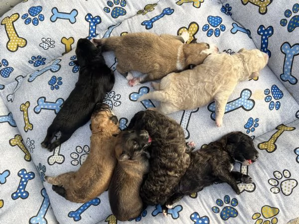Cuccioli in adozione future taglie grandi