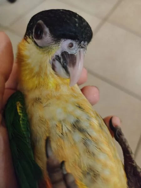 Caicco Testa Nera