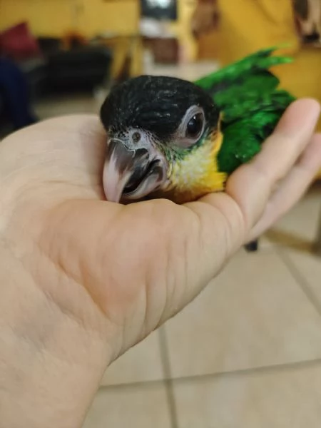 Caicco Testa Nera | Foto 0