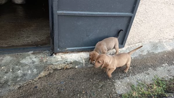 Cucciolo di segugio italiano maschio 