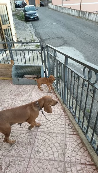 Cucciolo di segugio italiano maschio  | Foto 0
