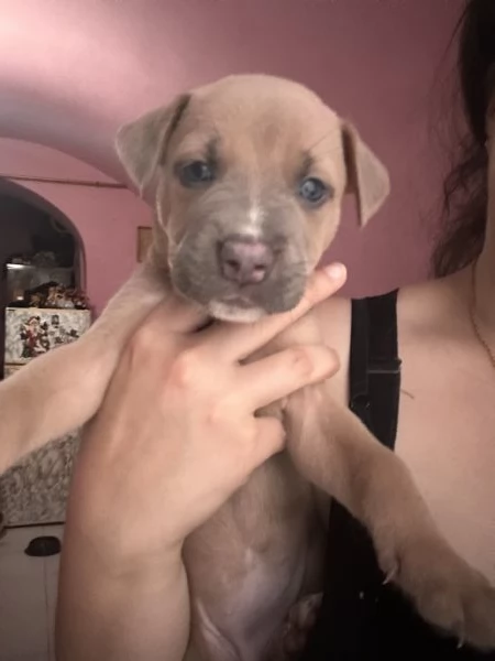 Cucciole cercano casa e tantissime coccole 