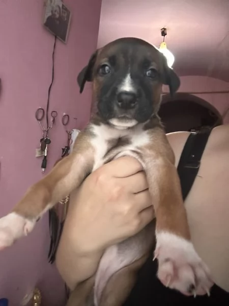 Cucciole cercano casa e tantissime coccole  | Foto 4