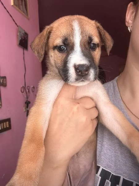 Cucciole cercano casa e tantissime coccole  | Foto 3