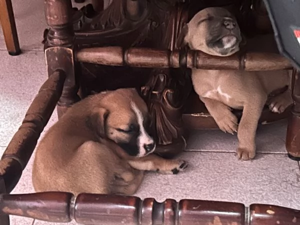 Cucciole cercano casa e tantissime coccole  | Foto 2